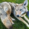 Coyote Taxidermy Mount – Blue Eyes on Grass