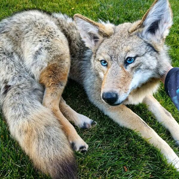 Coyote Taxidermy Mount – Blue Eyes on Grass
