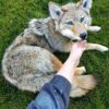 Coyote Taxidermy Mount – Blue Eyes on Grass