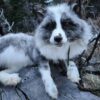 Gray Arctic Fox Taxidermy Mount – Resting on Log
