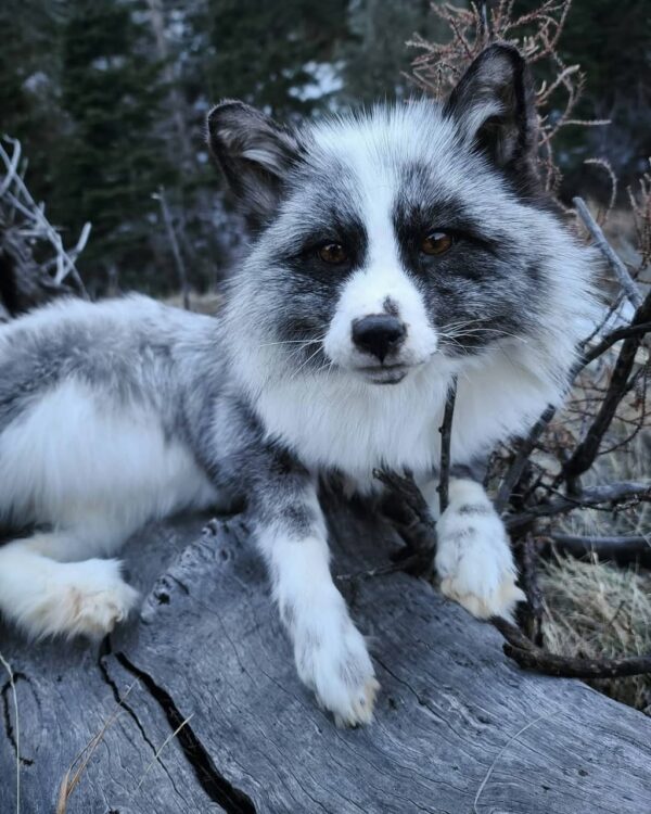 Gray Arctic Fox Taxidermy Mount – Resting on Log