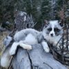 Gray Arctic Fox Taxidermy Mount – Resting on Log