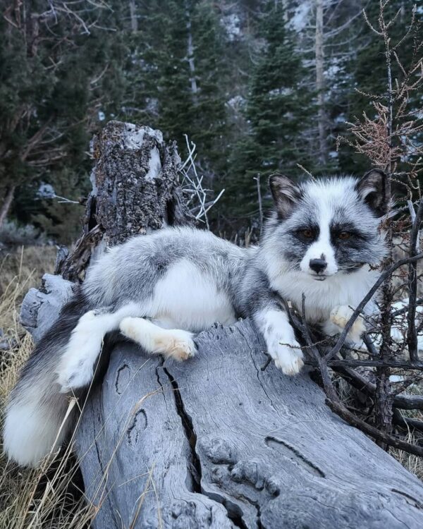Gray Arctic Fox Taxidermy Mount – Resting on Log