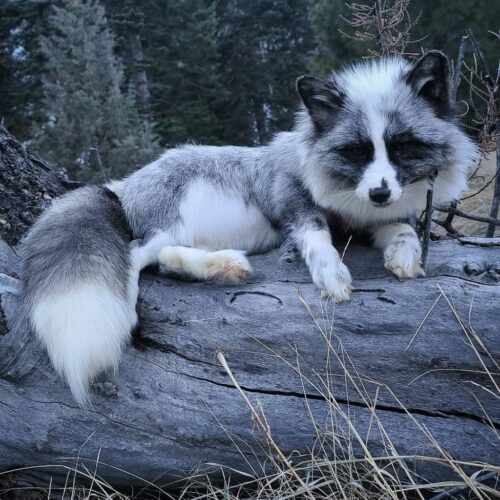 Gray Arctic Fox Taxidermy Mount – Resting on Log