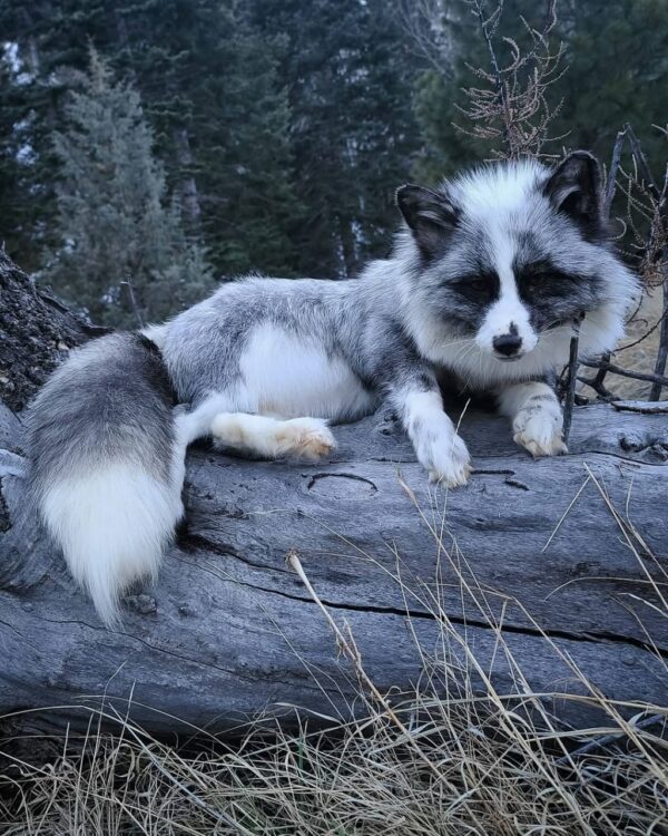 Gray Arctic Fox Taxidermy Mount – Resting on Log