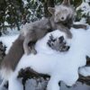 Gray Silver Fox Taxidermy Mount – Resting in Snow