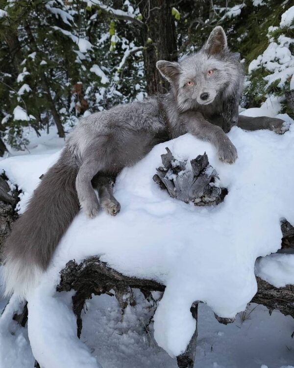 Gray Silver Fox Taxidermy Mount – Resting in Snow