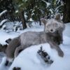 Gray Silver Fox Taxidermy Mount – Resting in Snow
