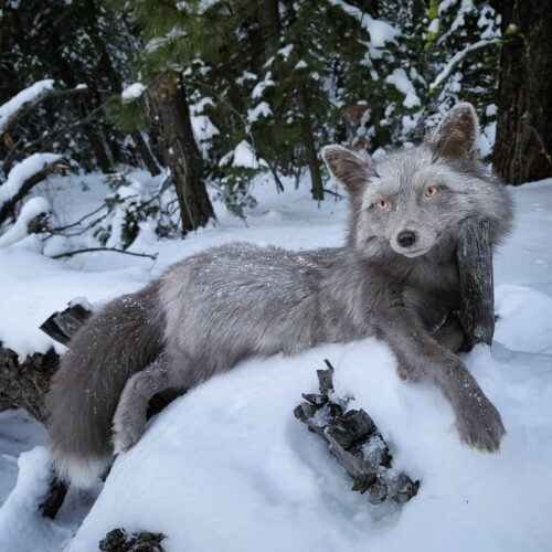 Gray Silver Fox Taxidermy Mount – Resting in Snow