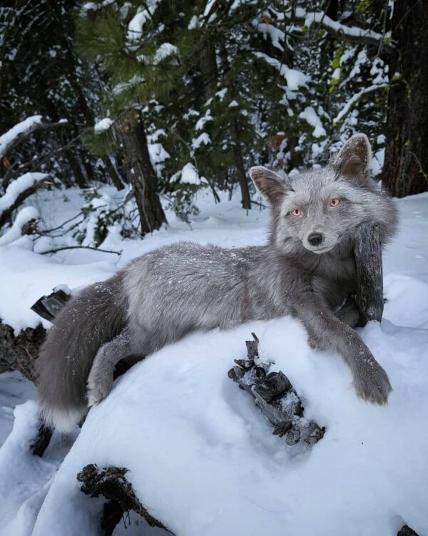 Gray Silver Fox Taxidermy Mount – Resting in Snow