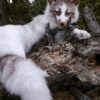 WhatsApp Image 2026-06-05 at 4.48.49 PM (1) White Marble Fox Taxidermy Mount – Resting on Stump