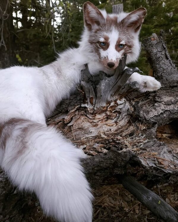 WhatsApp Image 2026-06-05 at 4.48.49 PM (1) White Marble Fox Taxidermy Mount – Resting on Stump