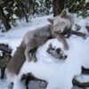 Gray Silver Fox Taxidermy Mount – Resting in Snow