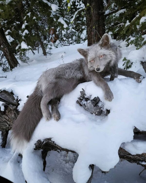 Gray Silver Fox Taxidermy Mount – Resting in Snow