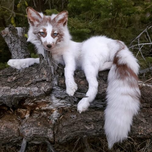 WhatsApp Image 2026-06-05 at 4.48.50 PM White Marble Fox Taxidermy Mount – Resting on Stump