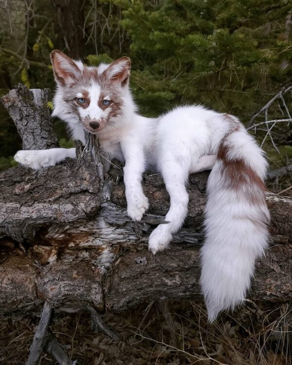 WhatsApp Image 2026-06-05 at 4.48.50 PM White Marble Fox Taxidermy Mount – Resting on Stump