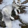 WhatsApp Image 2026-06-05 at 4.48.51 PM (1) White Silver Fox Taxidermy Mount – Lying on Snowy Rock