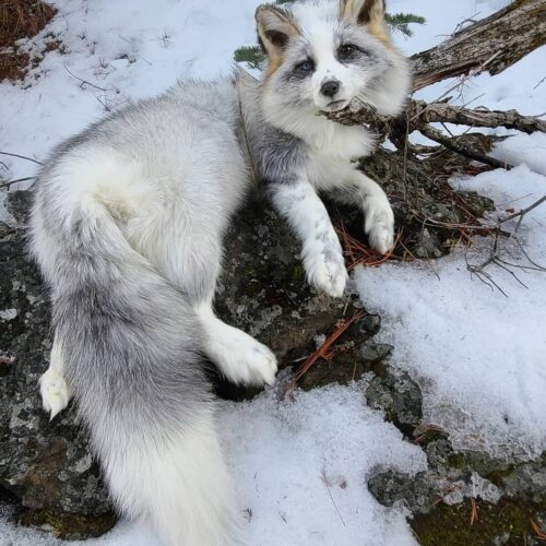 White Silver Fox Taxidermy Mount – Lying on Snowy Rock