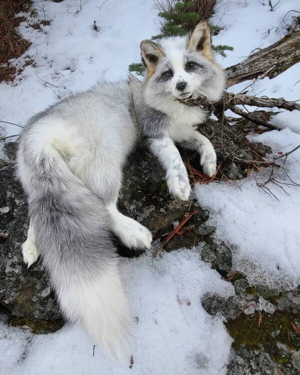 WhatsApp Image 2026-06-05 at 4.48.51 PM (1) White Silver Fox Taxidermy Mount – Lying on Snowy Rock