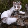 WhatsApp Image 2026-06-05 at 4.48.51 PM White Marble Fox Taxidermy Mount – Resting on Stump