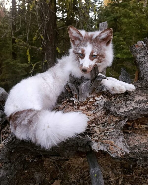 WhatsApp Image 2026-06-05 at 4.48.51 PM White Marble Fox Taxidermy Mount – Resting on Stump