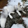 WhatsApp Image 2026-06-05 at 4.48.52 PM White Silver Fox Taxidermy Mount – Lying on Snowy Rock