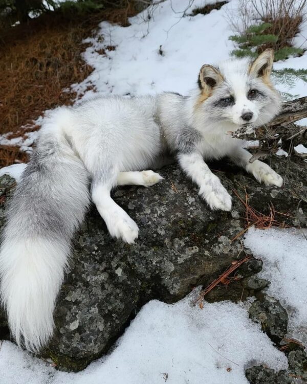 WhatsApp Image 2026-06-05 at 4.48.52 PM White Silver Fox Taxidermy Mount – Lying on Snowy Rock