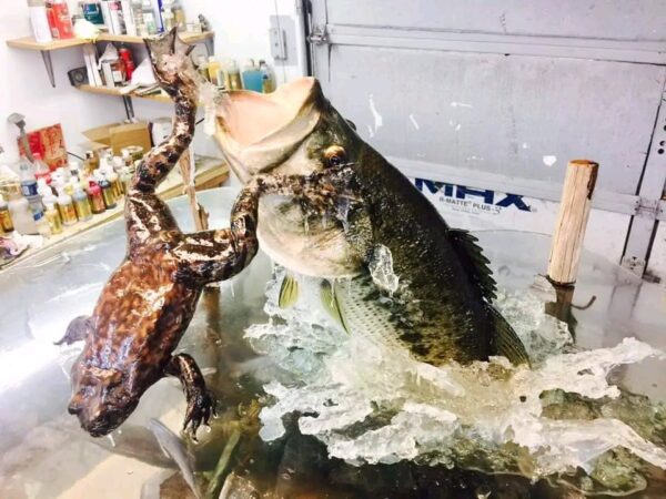 Largemouth Bass Table DisplayJumping with Frog Spectacular