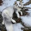 WhatsApp Image 2026-06-05 at 4.48.53 PM White Silver Fox Taxidermy Mount – Lying on Snowy Rock