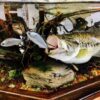 Largemouth Bass Table DisplayJumping with Frog Spectacular