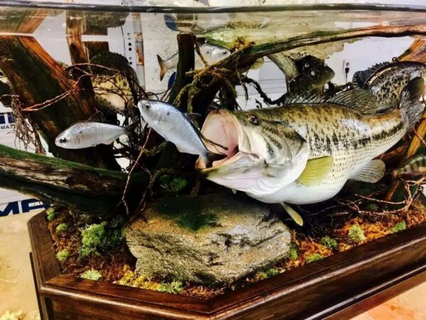 Largemouth Bass Table DisplayJumping with Frog Spectacular