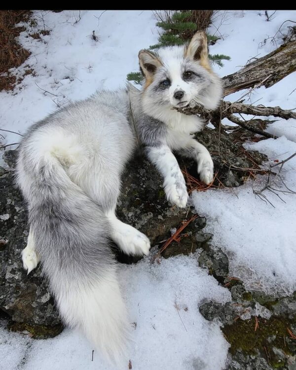 WhatsApp Image 2026-06-05 at 4.48.53 PM White Silver Fox Taxidermy Mount – Lying on Snowy Rock