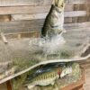 Largemouth Bass Taxidermy Coffee Table – Jumping with Fish