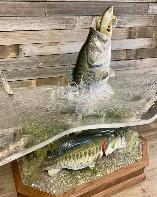 Largemouth Bass Taxidermy Coffee Table – Jumping with Fish