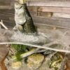 Largemouth Bass Taxidermy Coffee Table – Jumping with Fish