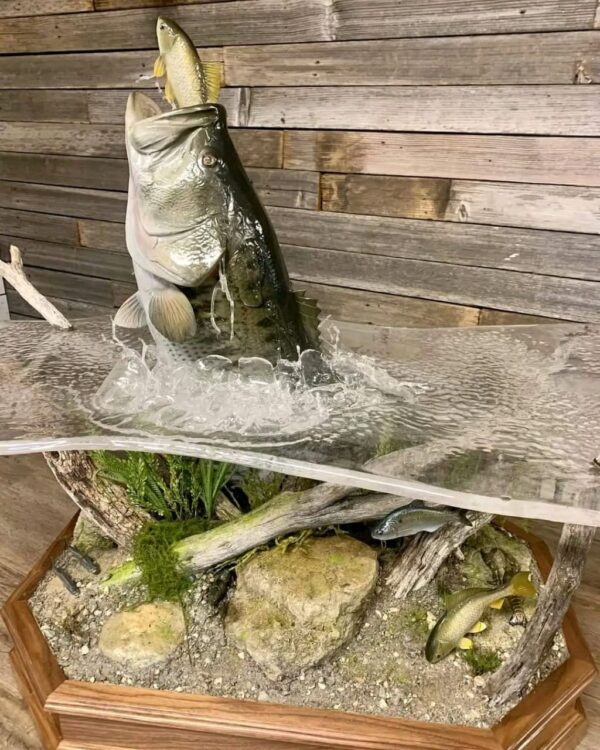 Largemouth Bass Taxidermy Coffee Table – Jumping with Fish