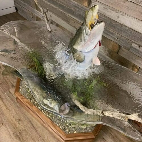 Largemouth Bass Taxidermy Coffee Table – Jumping with Fish