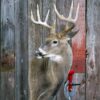 Whitetail Deer Taxidermy Mount – Shoulder Mount