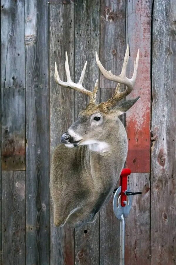 Whitetail Deer Taxidermy Mount – Shoulder Mount