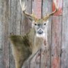 Whitetail Deer Taxidermy Mount – Shoulder Mount