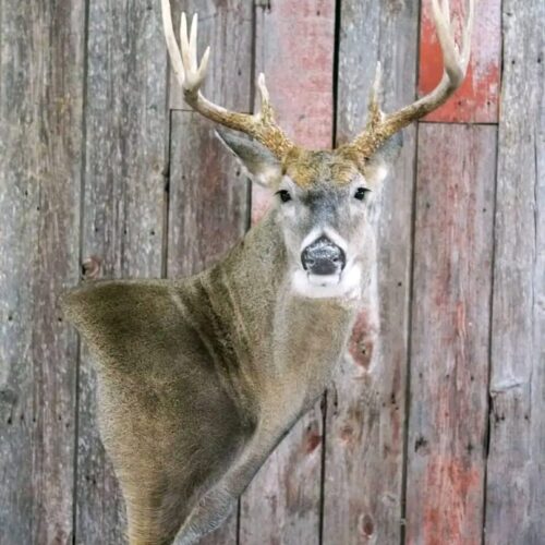 Whitetail Deer Taxidermy Mount – Shoulder Mount