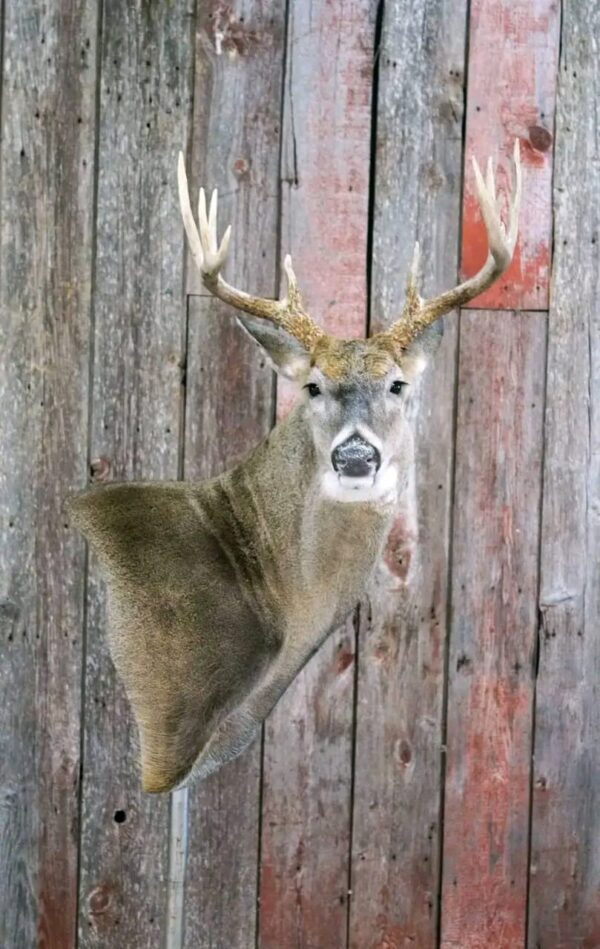 Whitetail Deer Taxidermy Mount – Shoulder Mount