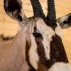 WhatsApp Image 2026-06-05 at 4.48.57 PM (1) Gemsbok Oryx Taxidermy Mount – Shoulder Mount