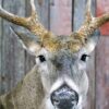 Whitetail Deer Taxidermy Mount – Shoulder Mount