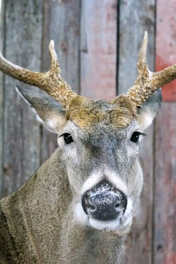 Whitetail Deer Taxidermy Mount – Shoulder Mount