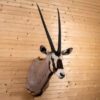 WhatsApp Image 2026-06-05 at 4.48.58 PM (1) Gemsbok Oryx Taxidermy Mount – Shoulder Mount