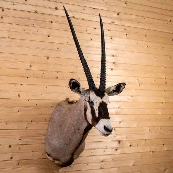 WhatsApp Image 2026-06-05 at 4.48.58 PM (1) Gemsbok Oryx Taxidermy Mount – Shoulder Mount