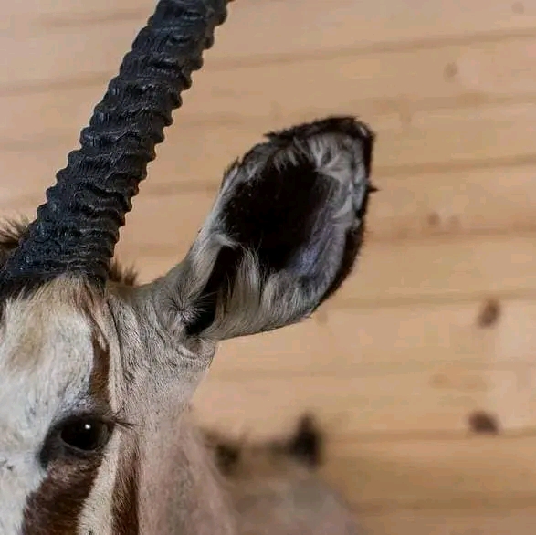 WhatsApp Image 2026-06-05 at 4.48.58 PM Gemsbok Oryx Taxidermy Mount – Shoulder Mount