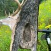 WhatsApp Image 2026-06-05 at 4.48.59 PM (1) Whitetail Buck 3D Target – Full Body Archery Target