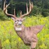 WhatsApp Image 2026-06-05 at 4.48.59 PM Whitetail Buck 3D Target – Full Body Archery Target